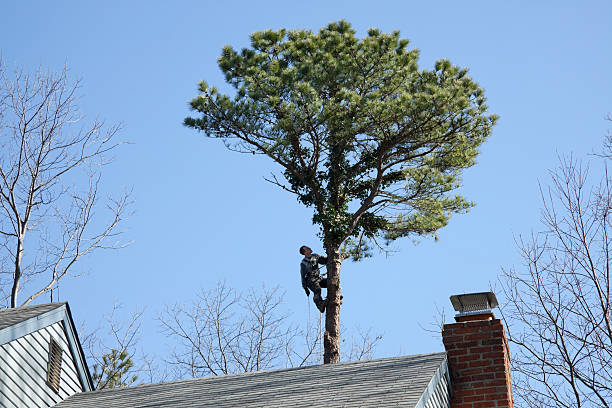 Best Utility Line Clearance  in Dover, OH